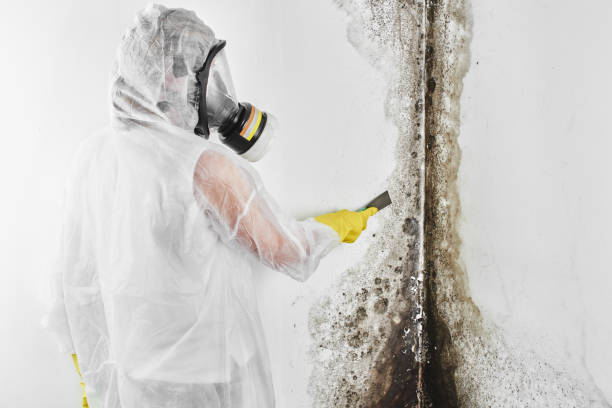 Best Basement Mold Remediation in El Dorado Springs, MO