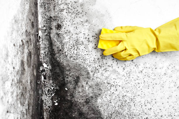 Professional Mold Remediation in El Dorado Springs, MO