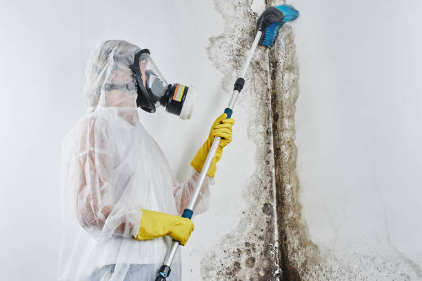 Best Emergency Mold Remediation in El Dorado Springs, MO