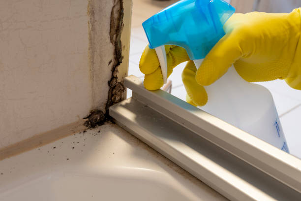 Best Mold Testing and Inspection Services in El Dorado Springs, MO