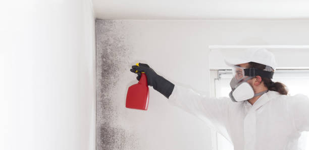 Best Attic Mold Remediation in El Dorado Springs, MO