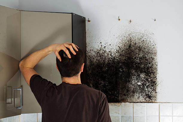 Professional Mold Remediation in El Dorado Springs, MO