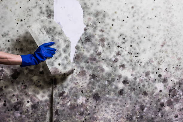 Best Preventive Mold Services in El Dorado Springs, MO