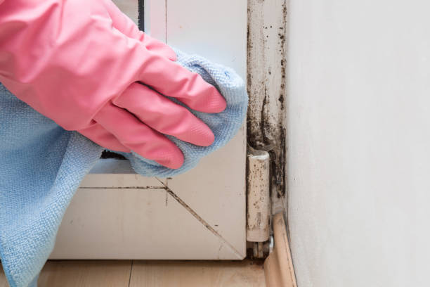 Best Mold Remediation for Specific Building Types in El Dorado Springs, MO